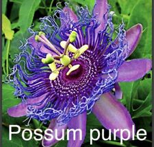Passion flower possum for sale  Fresno
