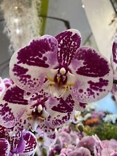 Phalaenopsis hybrid orchid for sale  San Francisco