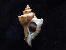 Sea Shells Pteropurpura acanthopterus 48mm ID#3689B for sale  Shipping to South Africa