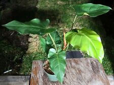 Philodendron chocolate plant for sale  Hollywood