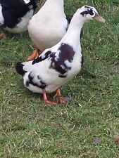 Magpie duck hatching for sale  DOWNPATRICK