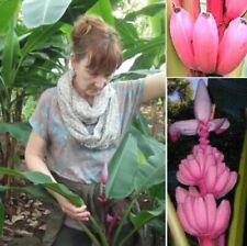 Rosa bananen palmen gebraucht kaufen  Kaiserslautern