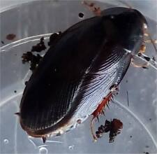 Shadow cockroach pycnoscelus for sale  STANLEY