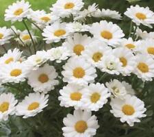 Marguerite daisy aramis for sale  UK