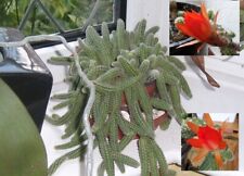 Peanut cactus cacti for sale  MANCHESTER