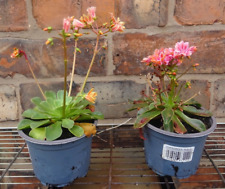 Lewisia cotyledon orange for sale  CREWE