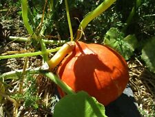 Semences courge potimarron d'occasion  Tours-