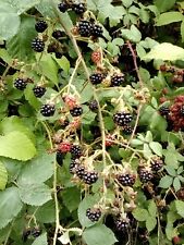 Wild blackberry seeds for sale  EXETER