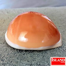 Cypraea aurantium 88.0mm for sale  Pearland