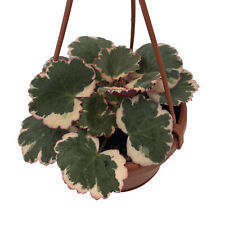 strawberry hanging baskets for sale  Wadsworth