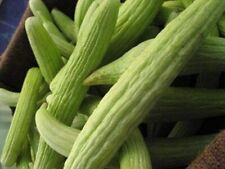 Armenian cucumber seeds for sale  Deltona