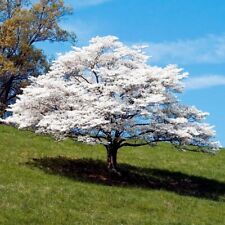 White american flowering for sale  Lincolnton