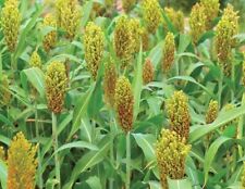 Wild game sorghum for sale  Russell