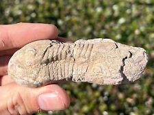 Russia fossil trilobite for sale  Coppell