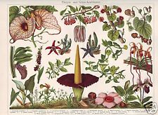 Aasfliegenblumen Aaronstab Pipevine Lithography Um 1900 Spindle Tree for sale  Shipping to South Africa