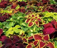 Coleus dwarf wizard for sale  Shipping to Ireland