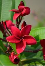 2 Plumeria Hawaiana Rojo Profundo Frangipani esquejes de plantas muy raros Nodo Vivo Fresco segunda mano  Embacar hacia Argentina