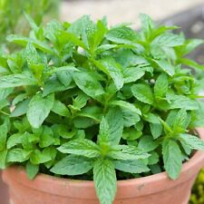 Mint herb plant for sale  GLASGOW