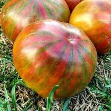 Paski cytrynowe pomidorów Cherokee10 szt. świeże nasiona, nasiona pomidorów, nasiona warzyw, na sprzedaż  PL