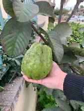 Giant vietnamese guava for sale  Spring City