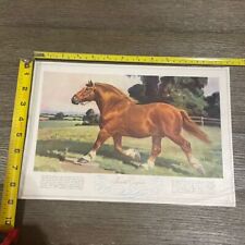 Vtg horse illustration for sale  Laurinburg