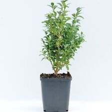 Buxus sempervirens classic for sale  IPSWICH