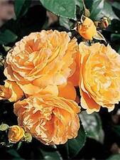 Bernstein rose aprikosenfarben gebraucht kaufen  Kronburg