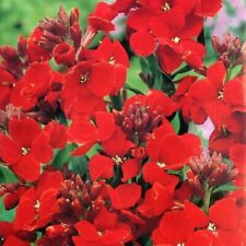 Wallflower scarlet bedder for sale  UK
