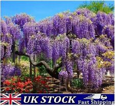 Chinese wisteria seeds for sale  LONDON