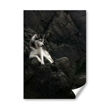 Siberian husky dog for sale  SELBY