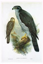 Northern goshawk bird for sale  DEREHAM