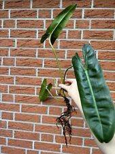Philodendron billietiae gebraucht kaufen  Syke