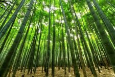 Bambù 30 Semi di Bamboo,Phillostachys Edulis Gigante Moso Raccolto 09/2023 comprar usado  Enviando para Brazil