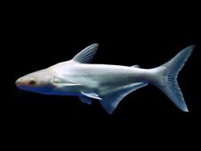 Albino iridescent shark for sale  GLASGOW
