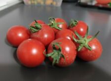 Semi pomodoro seccagno usato  Taurano