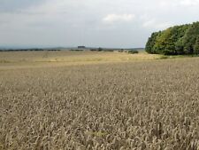 Photo 6x4 wheat usato  Spedire a Italy