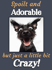 Patterdale terrier pet for sale  SHREWSBURY