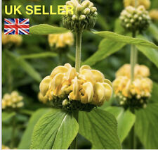 Turkish sage seeds for sale  TENTERDEN
