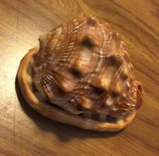 Helmet conch sea for sale  Dallas