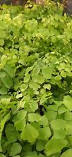 Maidenhair fern plant for sale  STANLEY