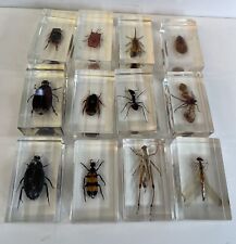 Insects resin real for sale  HEXHAM