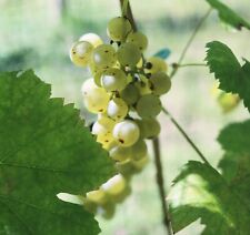 Grapevine cuttings cabernet for sale  Greenbelt