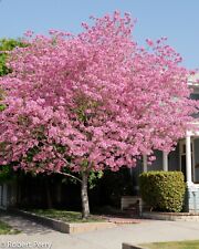 Pink trumpet tree. for sale  Ponce