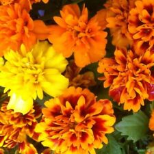 French marigold mini for sale  LONDON