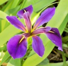 Lot louisiana irises for sale  Lenox