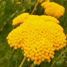 Golden yarrow seeds for sale  Minneapolis