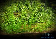 Rotala indica live for sale  BIRMINGHAM