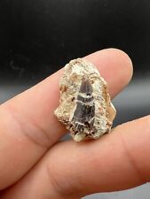 Rare raptor tooth d'occasion  France