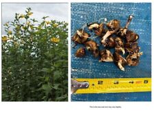 Sunchokes jerusalem artichoke for sale  Montgomery