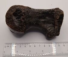 Fossil mammoth toe for sale  SOUTHAMPTON